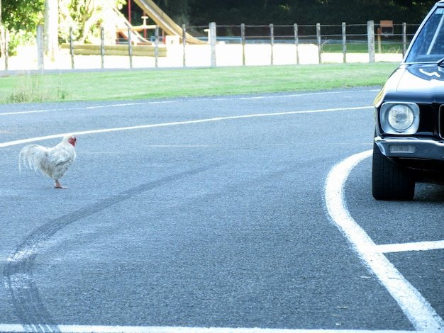 Explore juego chicken road